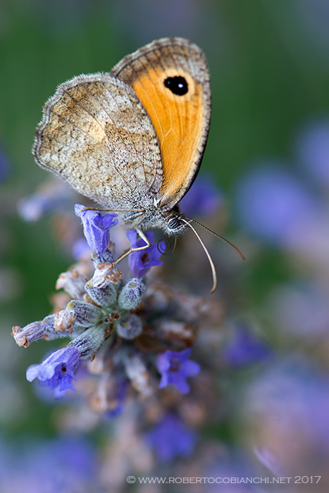 Pyronia (Idata) cecilia, Nymphalidae